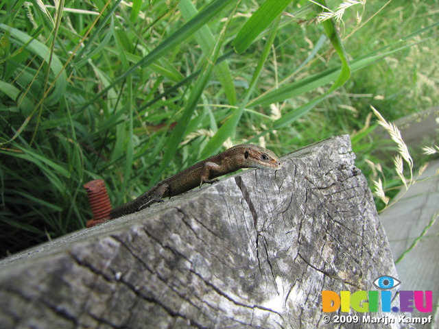 SX07598 Viviparous Lizard clinging to pole (Zootaco vivipara)